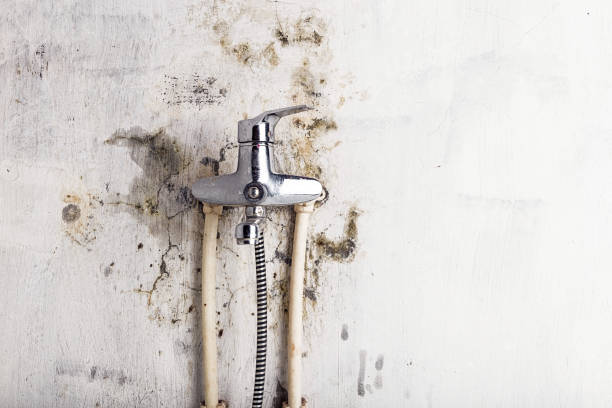 Best Home Mold Removal  in Point Lookout, NY