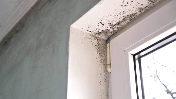 Best Certified Mold Removal  in Point Lookout, NY