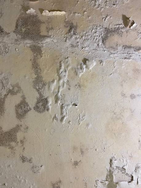 Best Mold Damage Repair  in Point Lookout, NY