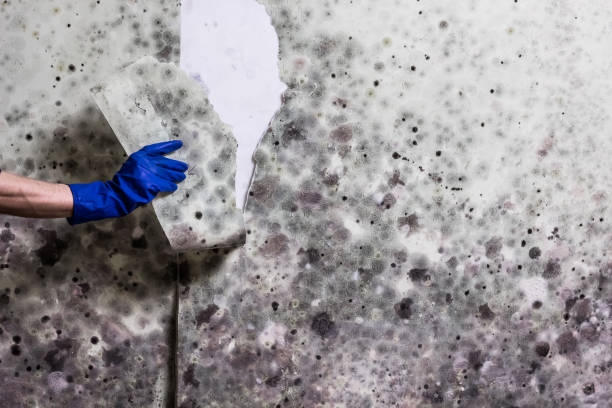 Best Mold Testing  in Point Lookout, NY